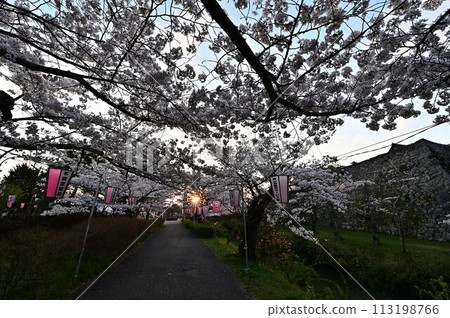 櫻花盛開的筱山城遺址 櫻花盛開的筱山城遺址 113198766