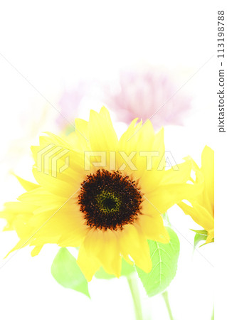 Bright sunflowers and bouquet Bright sunflowers and bouquet 113198788