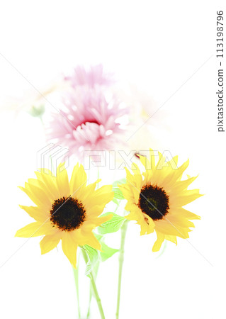 Bright sunflowers and bouquet Bright sunflowers and bouquet 113198796