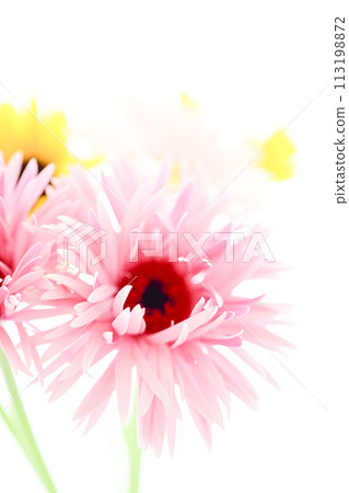bright pink gerbera bright pink gerbera 113198872