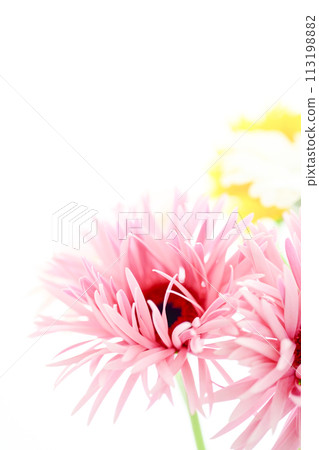 bright pink gerbera 113198882