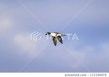 Flight of a male great white duck Flight of a male great white duck 113198978