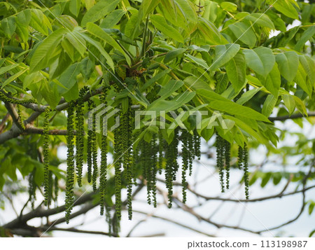 Deciduous tree: Walnut male flowers 113198987