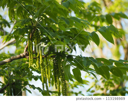 Deciduous tree: Walnut male flowers 113198989