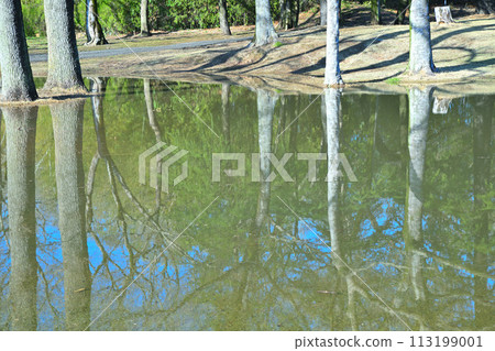 Trees reflected on the surface of the water, a mirror of the warm spring water Trees reflected on the surface of the water, a mirror of the warm spring water 113199001