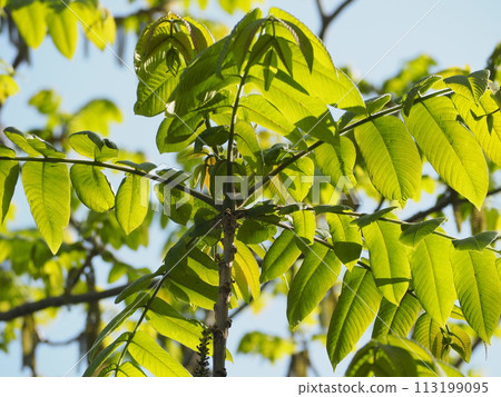 Deciduous tree: Walnut leaves Deciduous tree: Walnut leaves 113199095