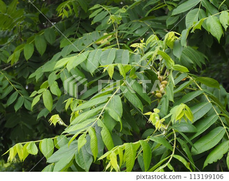 落葉樹、核桃、仍呈綠色的果實 113199106