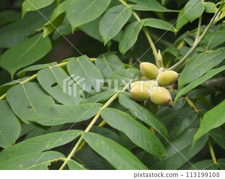 Deciduous tree, walnut, still green fruit Deciduous tree, walnut, still green fruit 113199108