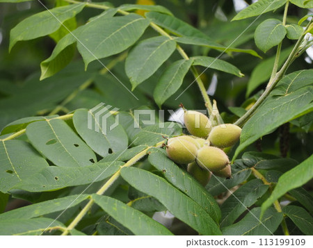 Deciduous tree, walnut, still green fruit Deciduous tree, walnut, still green fruit 113199109