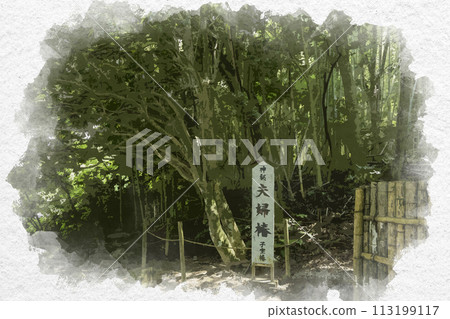 Watercolor painting style Yaegaki Shrine Couple Camellia, Child-bearing Camellia, Matsue City, Shimane Prefecture 113199117