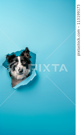 Black and white border collie dog peeking out from a torn hole of the blue paper background. Copy space. AI Generative 113199173