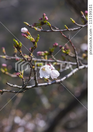 Cherry blossoms starting to bloom Somei Yoshino 113199181
