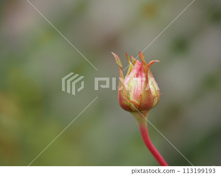 Rose Beverly bud Rose Beverly bud 113199193