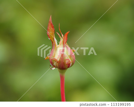 貝弗利玫瑰花蕾 貝弗利玫瑰花蕾 113199195