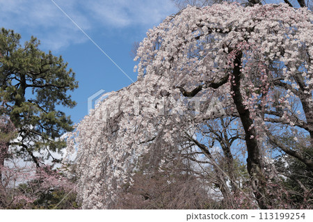 京都御苑,藍天垂櫻盛開 京都御苑,藍天垂櫻盛開 113199254