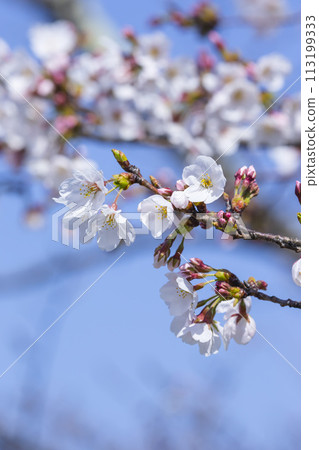 美麗綻放的櫻花染井吉野 113199333