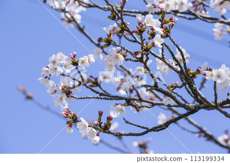 Beautifully blooming cherry blossoms Somei Yoshino 113199334