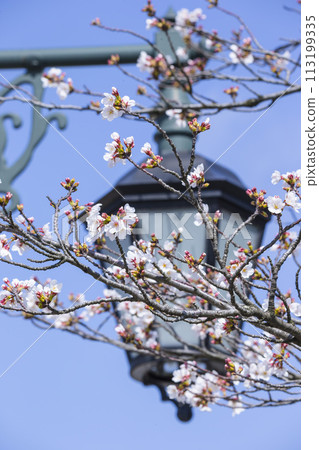 Beautifully blooming cherry blossoms Somei Yoshino 113199335
