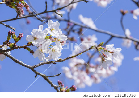 美麗綻放的櫻花染井吉野 113199336