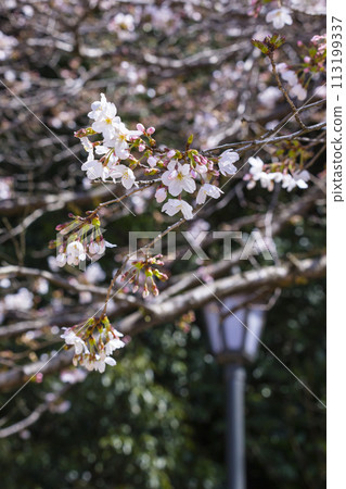 美麗綻放的櫻花染井吉野 113199337