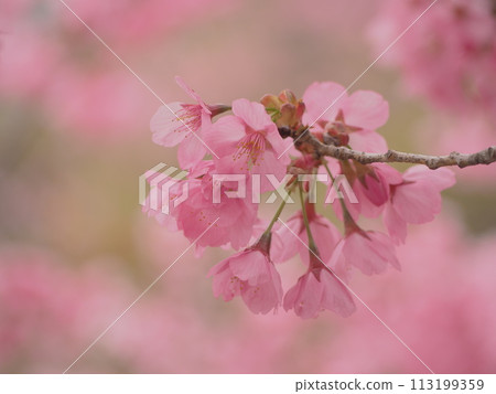 Spring flowers: Cherry blossoms, Yokozakura 113199359