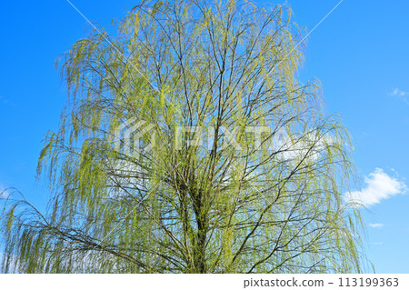 The fresh green of the weeping willow shines against the blue sky, the arrival of spring 113199363