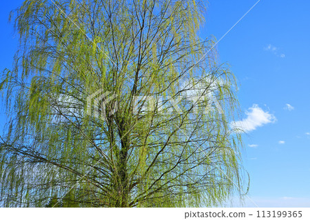 The fresh green of the weeping willow shines against the blue sky, the arrival of spring 113199365