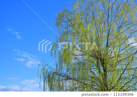 The fresh green of the weeping willow shines against the blue sky, the arrival of spring The fresh green of the weeping willow shines against the blue sky, the arrival of spring 113199366
