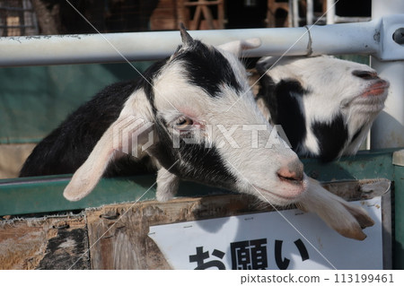 A goat that takes a face out of the fence 113199461