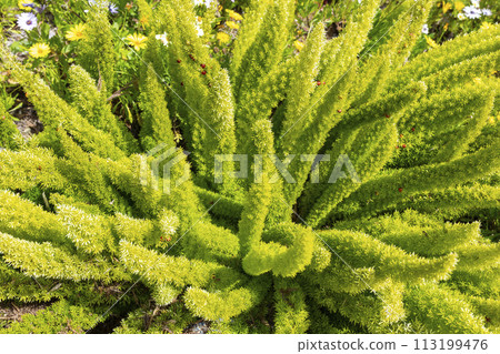 Green Foxtail Fern, Asparagus densiflorus Meyeri with Fruits, Seeds or Red Berries Outdoor. Indoor Plant or Annual Garden Plant. Gardening, Landscape Design. Horizontal Plane. Growers Nursery Green Foxtail Fern, Asparagus densiflorus Meyeri with Fruits, Seeds or Red Berries Outdoor. Indoor Plant or Annual Garden Plant. Gardening, Landscape Design. Horizontal Plane. Growers Nursery 113199476