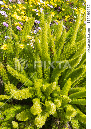 Green Foxtail Fern, Asparagus densiflorus Meyeri with Fruits, Seeds or Red Berries Outdoor. Indoor Plant or Annual Garden Plant. Gardening, Landscape Design. Vertical Plane. Growers Nursery Green Foxtail Fern, Asparagus densiflorus Meyeri with Fruits, Seeds or Red Berries Outdoor. Indoor Plant or Annual Garden Plant. Gardening, Landscape Design. Vertical Plane. Growers Nursery 113199482