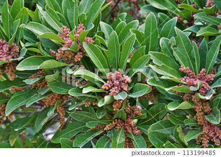 Light brown male bayberry flowers (spring, April) 113199485