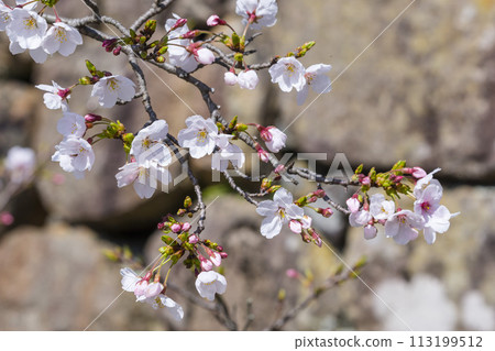 櫻花初開，石牆染井吉野 113199512