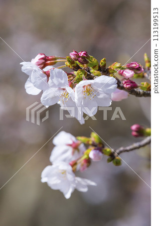 櫻花初開，石牆染井吉野 113199513