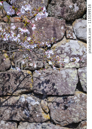 櫻花初開，石牆染井吉野 113199516