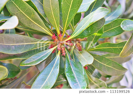 Red bayberry female flower (spring, March) 113199526
