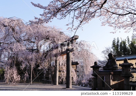 京都大石神社的分枝櫻花 113199629