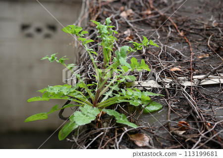 Weeds growing on the roof of the bicycle parking lot Weeds growing on the roof of the bicycle parking lot 113199681