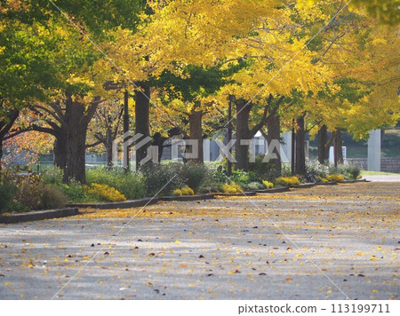 秋天的風景:一排排紅葉的銀杏樹 秋天的風景:一排排紅葉的銀杏樹 113199711