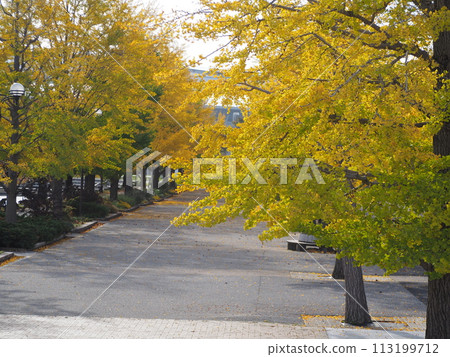 秋天的風景：一排排紅葉的銀杏樹 113199712