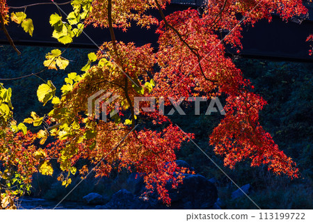 Autumn in Okutama, Tokyo - Mitake Valley with autumn leaves Autumn in Okutama, Tokyo - Mitake Valley with autumn leaves 113199722