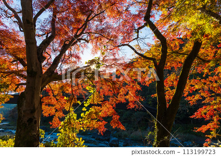 Autumn in Okutama, Tokyo - Mitake Valley with autumn leaves Autumn in Okutama, Tokyo - Mitake Valley with autumn leaves 113199723