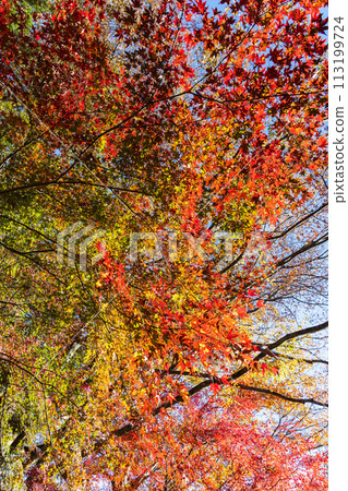 Autumn in Okutama, Tokyo - Mitake Valley with autumn leaves Autumn in Okutama, Tokyo - Mitake Valley with autumn leaves 113199724