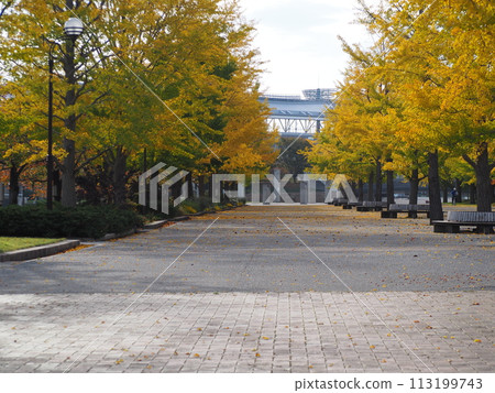 Autumn scenery: Rows of ginkgo trees with red leaves Autumn scenery: Rows of ginkgo trees with red leaves 113199743