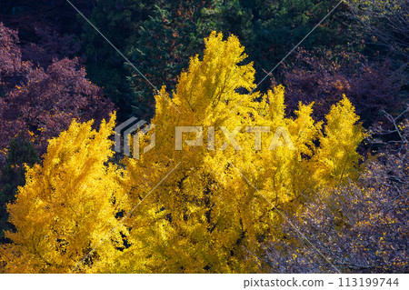 Autumn in Okutama, Tokyo - Mitake Valley with autumn leaves Autumn in Okutama, Tokyo - Mitake Valley with autumn leaves 113199744