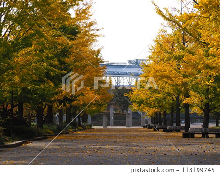 Autumn scenery: Rows of ginkgo trees with red leaves Autumn scenery: Rows of ginkgo trees with red leaves 113199745