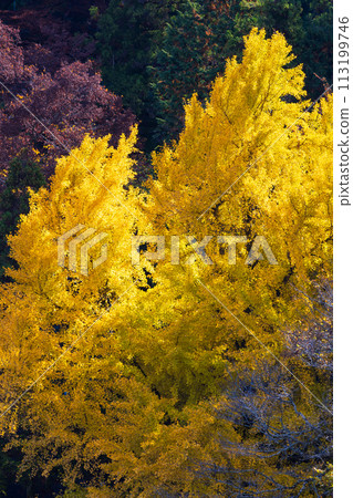Autumn in Okutama, Tokyo - Mitake Valley with autumn leaves Autumn in Okutama, Tokyo - Mitake Valley with autumn leaves 113199746