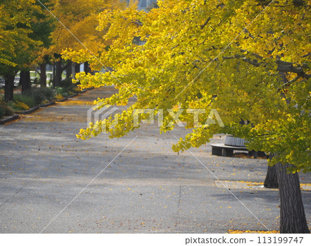 Autumn scenery: Rows of ginkgo trees with red leaves Autumn scenery: Rows of ginkgo trees with red leaves 113199747