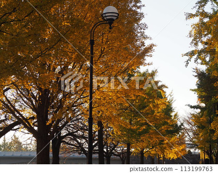 秋天的風景：一排排紅葉的銀杏樹和路燈 113199763