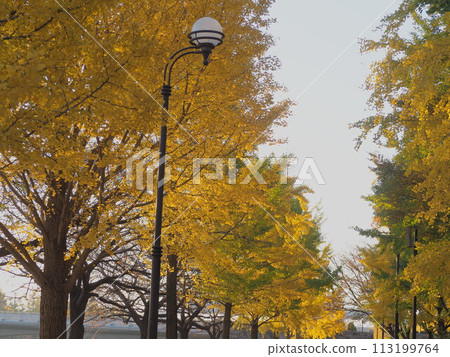 秋天的風景：一排排紅葉的銀杏樹和路燈 113199764